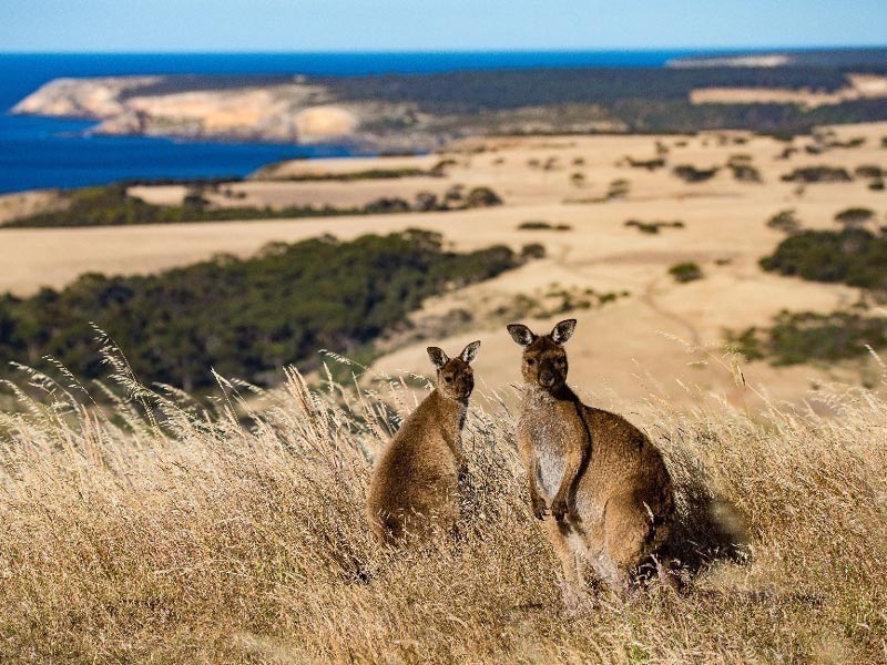 Kangaroo Island Adelaide